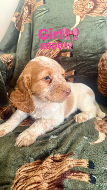 ️ beautiful cocker spaniel puppy&rsquo;s for sale ️