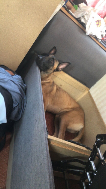 2 year old Mali