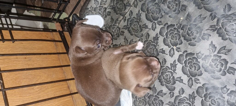 Chihuahua puppies
