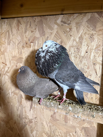 *Incredible* Spanish Ladino/horseman Pouters Pigeons for sale