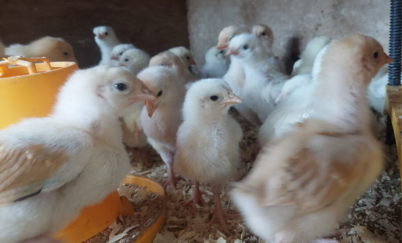 Light sussex - Buff Sussex chicks and hatching eggs