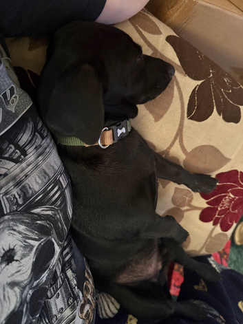 Male black puppie