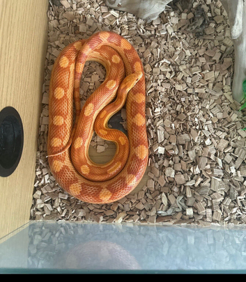 2 year old corn snake