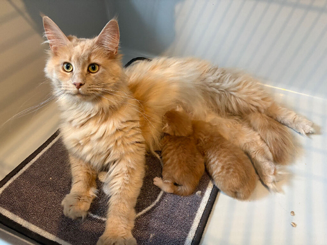 Gorgeous mainecoon kittens