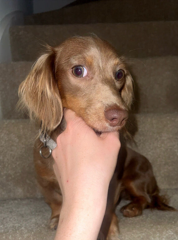 Mini dachshund female