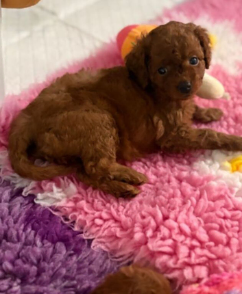 2 Beautiful Red Toy Cavapoo Puppies