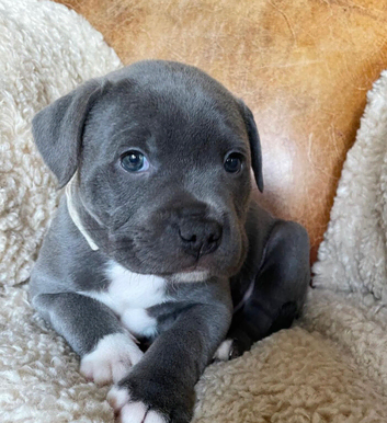 Blue Staffordshire bull terrier puppies