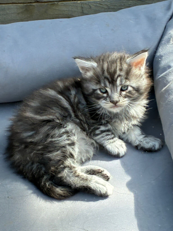 Maine coon baby&rsquo;s