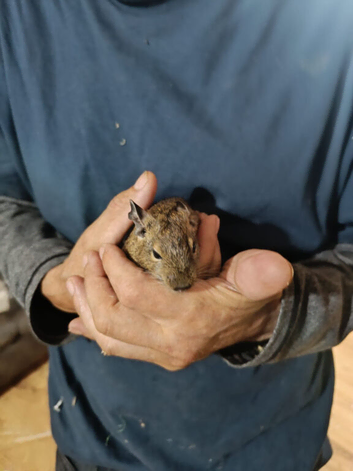 Degus