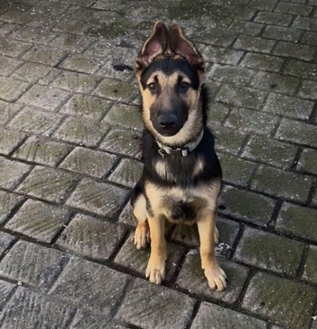 6 month old German Shepard