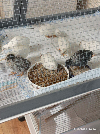 Tennis Ball Size TINY BUTTON QUAILS over 8 weeks old different buying options available and prices