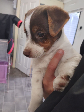 Jack Russell puppies 2 boys left