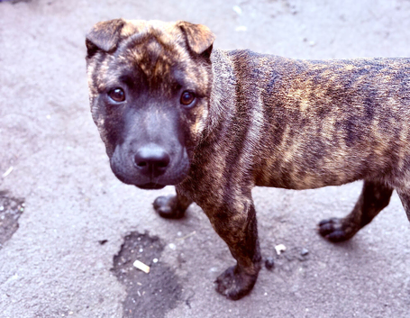 Sharpei cross Staffordshire bull terrier
