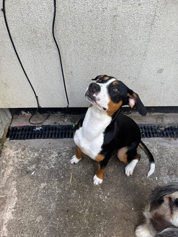 swiss mountain dog