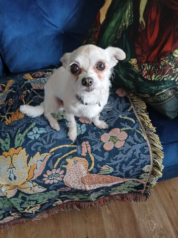 FOREVER HOME WANTED FOR LOVING 6 YR OLD FEMALE CHIHUAHUA.