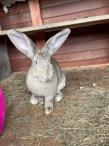 Giant female rabbit