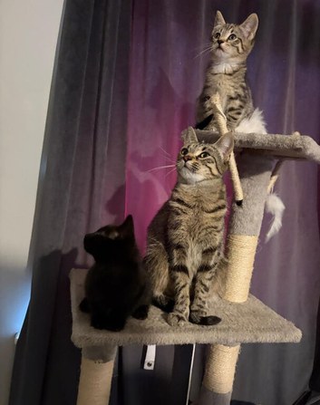 Kittens for sale