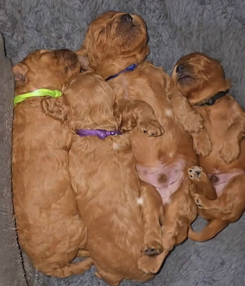 Cavapoo