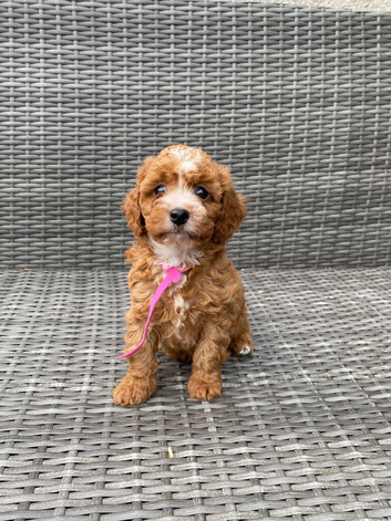 Beautiful fox red cavapoochon pups