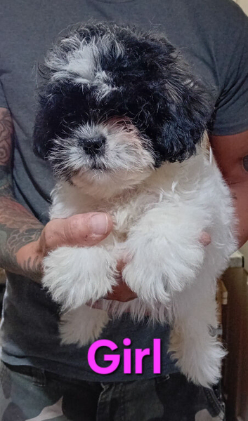 Tiny Jackapooshih pups 1 boy & 1 girl left