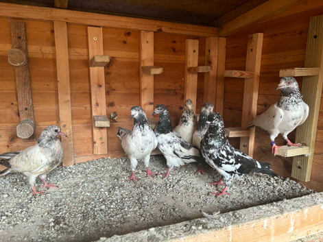 Roller pigoens