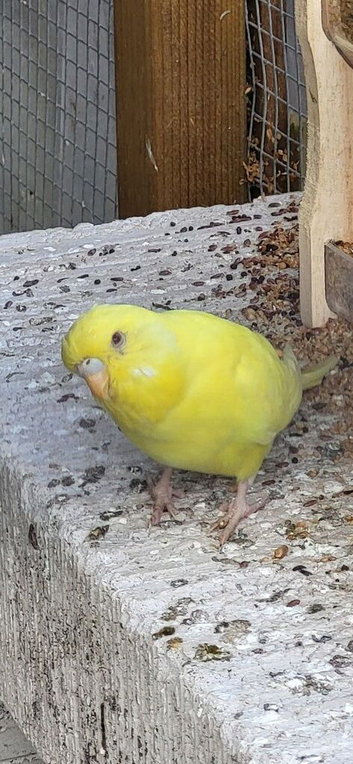 lutino hen budgie