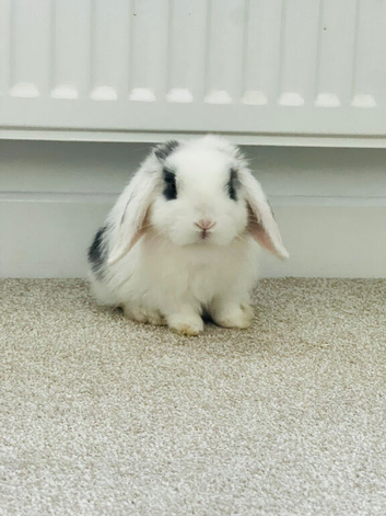 Two Vaccinated Bunnies with Full Setup
