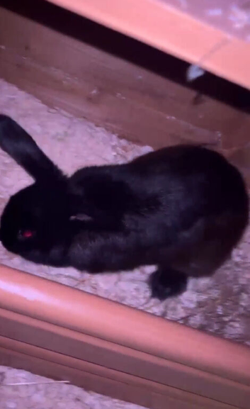 2 Rabbits