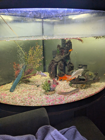 Fluval corner tank setup