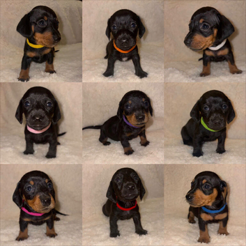 Litter of 9 pups - ready to leave 4/11/26