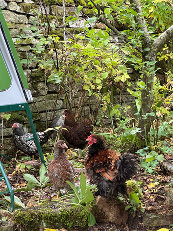 5 month Pekin frizzle boy for&nbsp;rehoming in&nbsp;NE47
