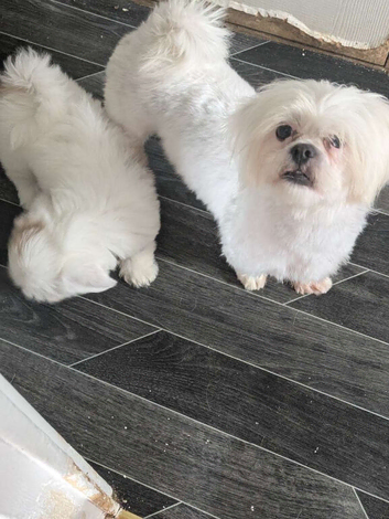 Lhasa apso puppies