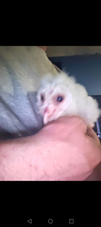 Barn owlet for sale
