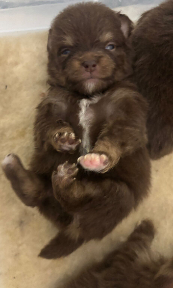 Panamanian pup