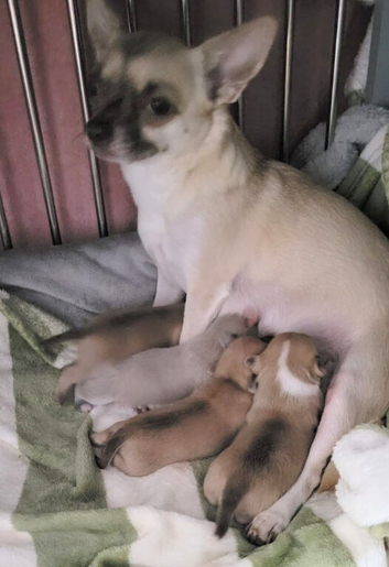 apple head chihuahuas pups.