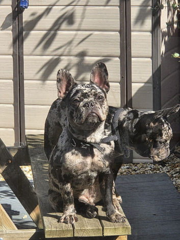 2 merle frenchies