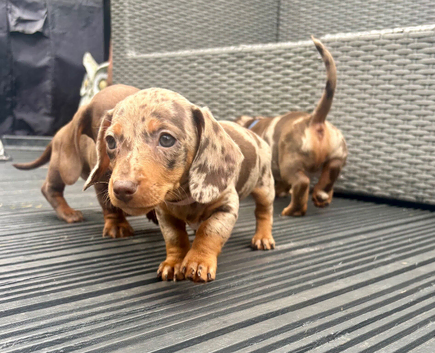 Miniature dachshund puppies
