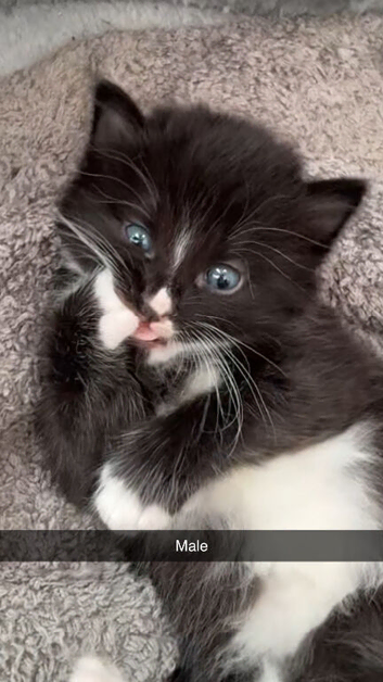 4 beautiful kittens looking for a loving home️