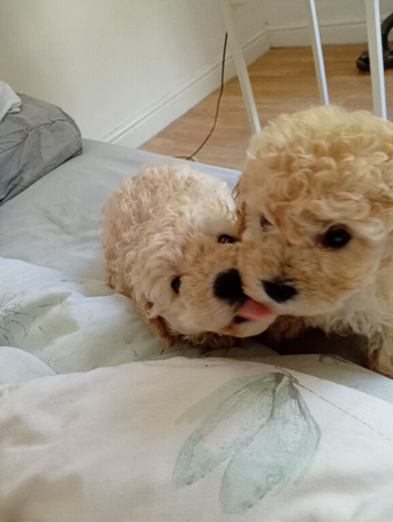 Miniature poodle