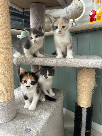 4  pretty kittens