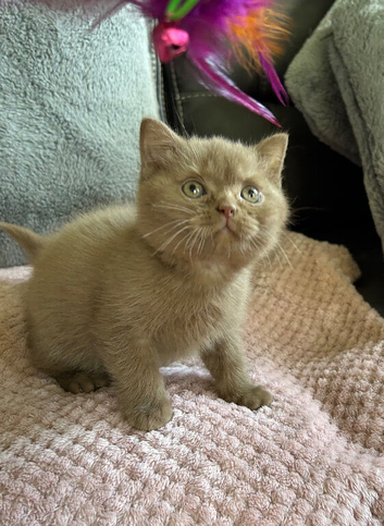 Stunning cinnamon baby boy