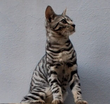 Brother & sister bengal / tabby