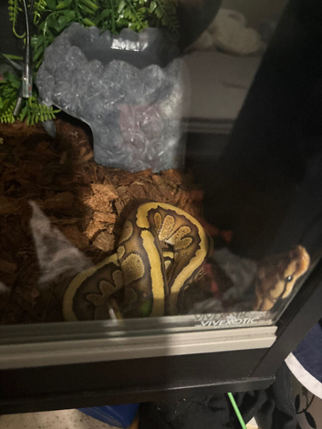 Royal python