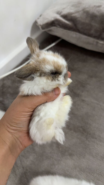 Mini Lop babies looking for new home