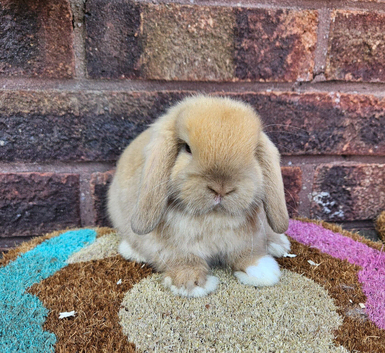 Pair of mini lop boys