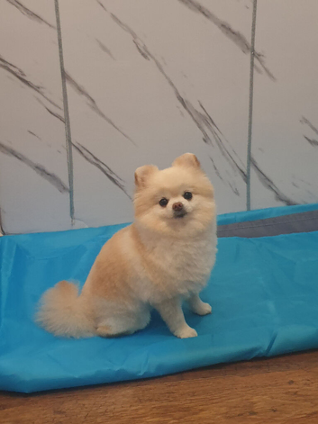 Beautiful pomeranian girl 5 years old