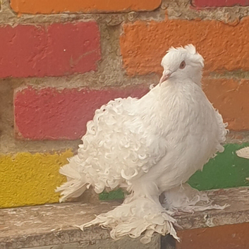 White frill back pigeons for sale