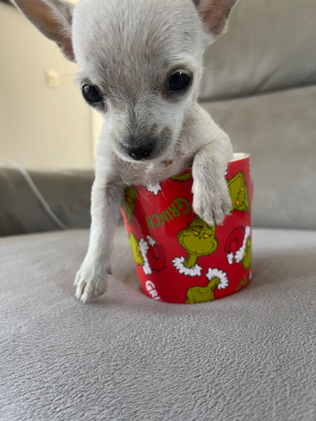 Chihuahua teacup size apple Head puppy