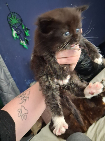 Beautiful female kitten