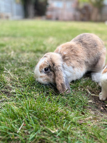 Lop rabbit